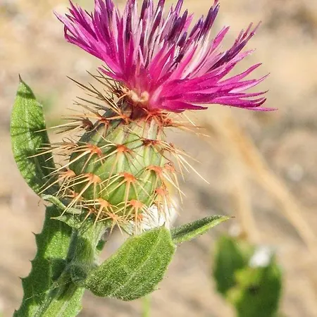 Mare Fuori Lacona Casa de Férias Capoliveri (Isola d'Elba)