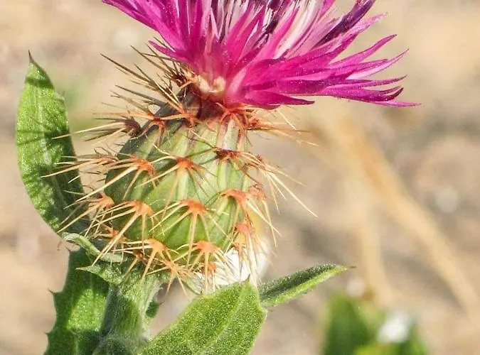 Mare Fuori Lacona Casa de Férias Capoliveri (Isola d'Elba)
